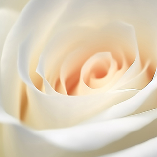 舒曼——简约风